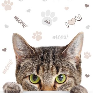 Cicás Meow A/4 gumis mappa