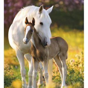 Lovas Spring Foal A/4 gumis mappa